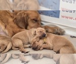 Small #8 Golden Retriever