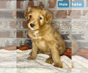 Border Collie-Goldendoodle Mix Puppy for sale in ZACHARY, LA, USA