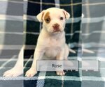 Small Photo #5 Labrador Retriever-Unknown Mix Puppy For Sale in New York, NY, USA