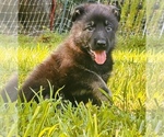 Puppy Orange German Shepherd Dog
