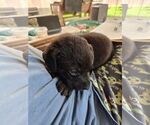 Small Plott Hound Mix