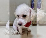 Small #1 Bichon Frise