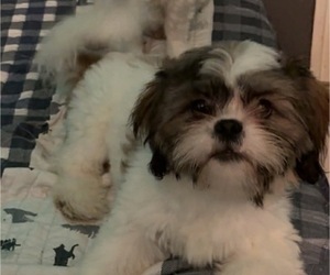 Mal-Shi Puppy for sale in INDIANA, PA, USA