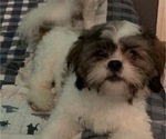 Image preview for Ad Listing. Nickname: Teddy