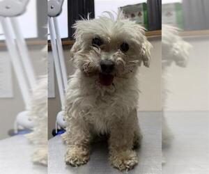 Maltipoo (Toy) Dogs for adoption in Redlands, CA, USA