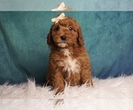 Puppy Wall Flower F1B Goldendoodle (Miniature)