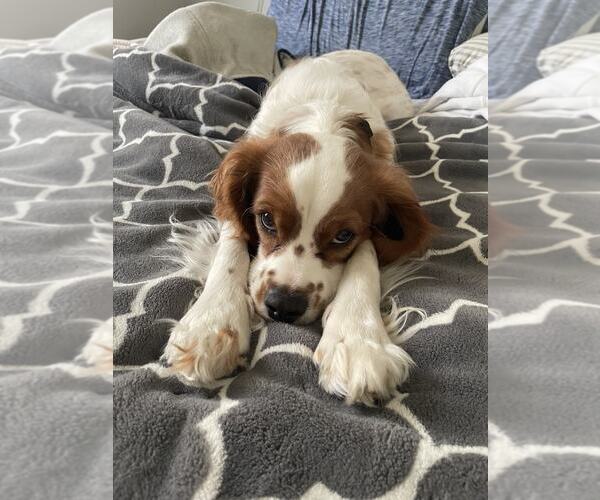 Medium Photo #2 Cavalier King Charles Spaniel Puppy For Sale in Holly Springs, NC, USA