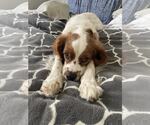 Small #1 Cavalier King Charles Spaniel