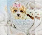 Small #1 ShihPoo