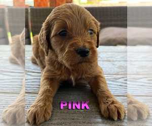 Medium Goldendoodle