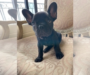 Medium French Bulldog