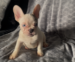 Small #8 French Bulldog