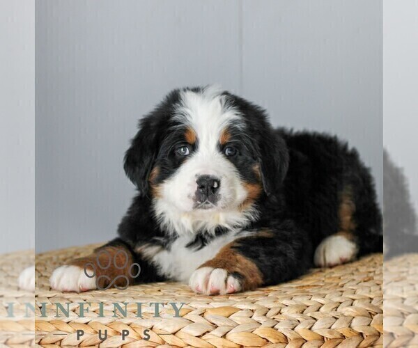 Medium Photo #2 Bernese Mountain Dog Puppy For Sale in EPHRATA, PA, USA
