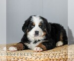 Small #1 Bernese Mountain Dog