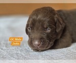 Small Photo #58 Labrador Retriever Puppy For Sale in EDGEWOOD, TX, USA