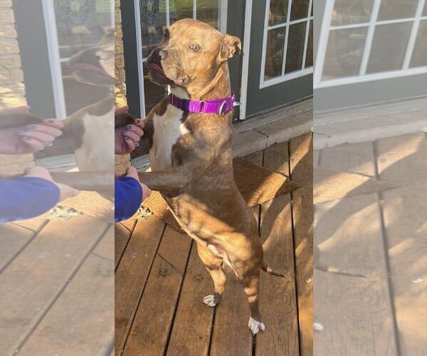 Medium Photo #3 American Pit Bull Terrier-Unknown Mix Puppy For Sale in Crete, IL, USA