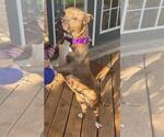 Small #2 American Pit Bull Terrier Mix