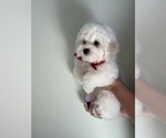 Small Photo #4 Bichon Frise Puppy For Sale in BRISTOW, VA, USA