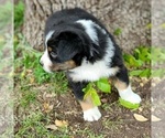 Small Photo #2 Australian Shepherd Puppy For Sale in WEATHERFORD, TX, USA