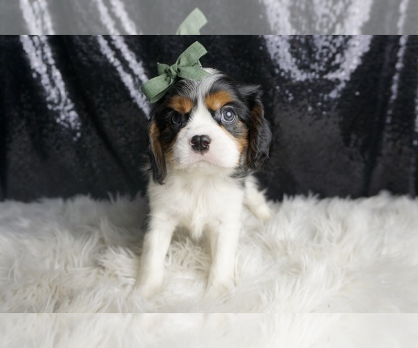 Medium Photo #82 Cavalier King Charles Spaniel Puppy For Sale in WARSAW, IN, USA