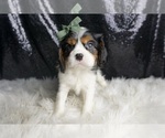 Small #3 Cavalier King Charles Spaniel