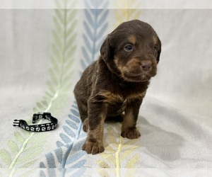 Labradoodle Puppy for sale in PRESCOTT VALLEY, AZ, USA