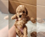 Small Photo #1 Poodle (Miniature) Puppy For Sale in CANAAN, NH, USA