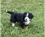 Puppy Puppy 3 Bernese Mountain Dog