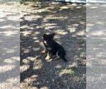 Small Photo #5 German Shepherd Dog Puppy For Sale in EAGLE CREEK, OR, USA