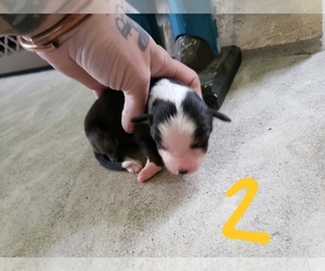 Miniature Australian Shepherd Puppy for sale in MILTON, WI, USA
