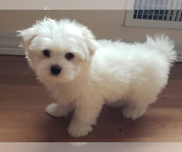 Medium Photo #4 Maltese Puppy For Sale in PISCATAWAY, NJ, USA
