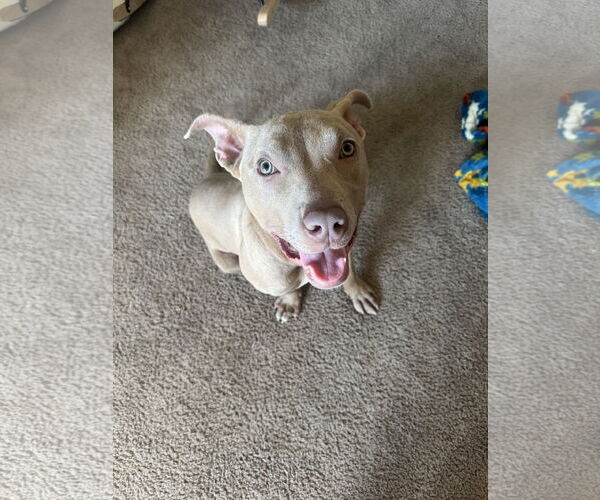 Medium Photo #1 American Staffordshire Terrier-Labrador Retriever Mix Puppy For Sale in Princeton, MN, USA