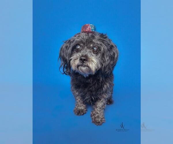Medium Photo #2 Maltese Puppy For Sale in Forestville, MD, USA