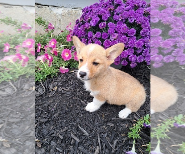Medium Photo #35 Pembroke Welsh Corgi Puppy For Sale in SHILOH, OH, USA