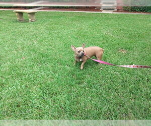French Bulldog Dogs for adoption in Fort Lauderdale, FL, USA