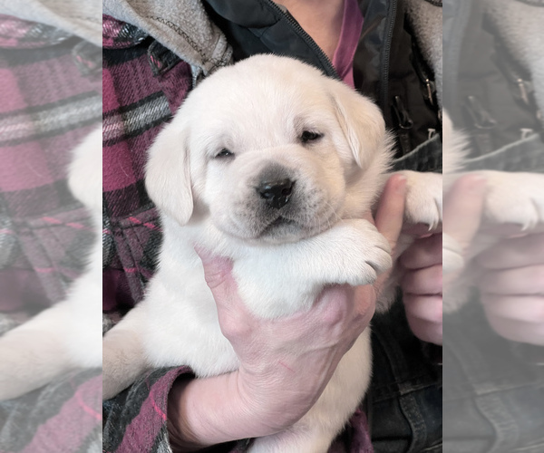 Medium Photo #39 Labrador Retriever Puppy For Sale in GLENDALE, CA, USA