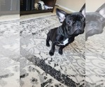 Small Photo #6 French Bulldog Puppy For Sale in ETIWANDA, CA, USA