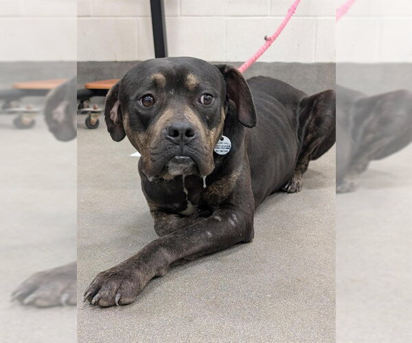 Medium Photo #1 Mutt Puppy For Sale in Forestville, MD, USA