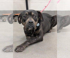 Mutt Dogs for adoption in Forestville, MD, USA