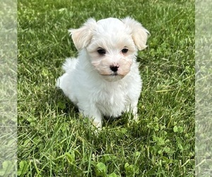 Maltese Puppy for sale in ROCK STREAM, NY, USA