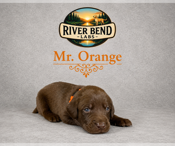 Medium Photo #3 Labrador Retriever Puppy For Sale in WHITNEY, TX, USA