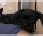 Small Photo #4 Affenpinscher-Brussels Griffon Mix Puppy For Sale in ALTAMONTE SPG, FL, USA