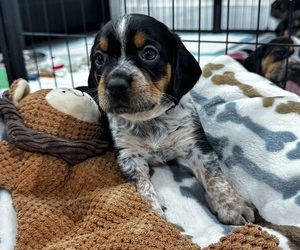 Beagle Puppy for sale in FORT LAUDERDALE, FL, USA