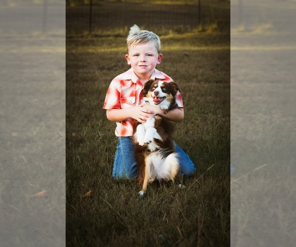 Medium Photo #1 Miniature Australian Shepherd Puppy For Sale in APPLE SPRINGS, TX, USA