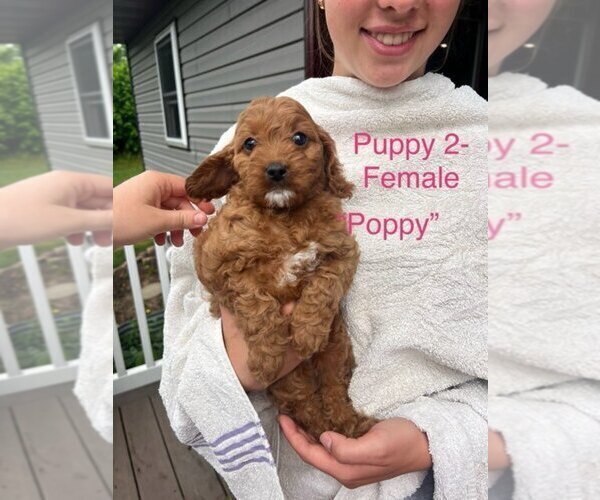 Medium Photo #2 Cavapoo (Miniature) Puppy For Sale in STANLEY, WI, USA
