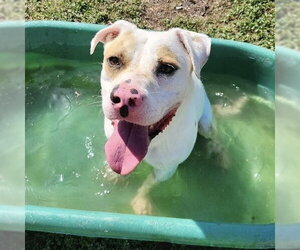 Amarillo GCH - Male Mutt Dog for Adoption - Photo #3