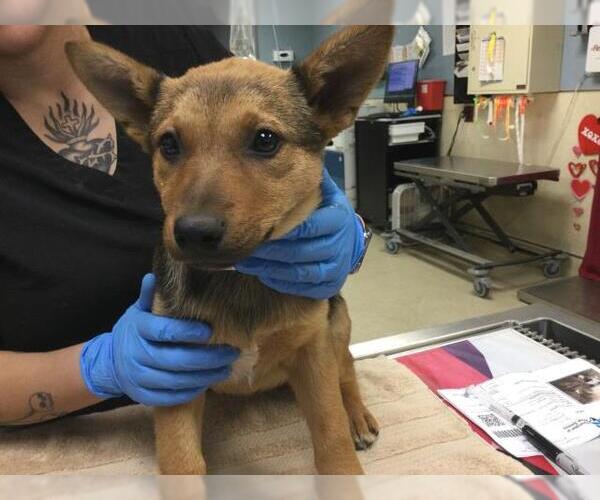 Medium Photo #1 Mutt Puppy For Sale in Riverside, CA, USA