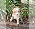 Small #3 Goldendoodle (Miniature)