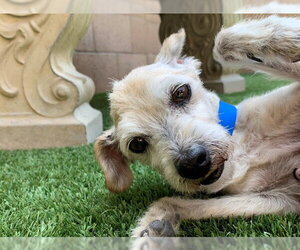 Mutt Dogs for adoption in Moreno Valley, CA, USA