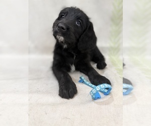 Labradoodle Puppy for sale in PRESCOTT VALLEY, AZ, USA